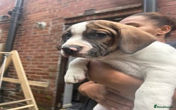 Mixed Breed dogs for sale: 🐾Cocker-Pie (Mini Hippo)s🐾 - Image 28