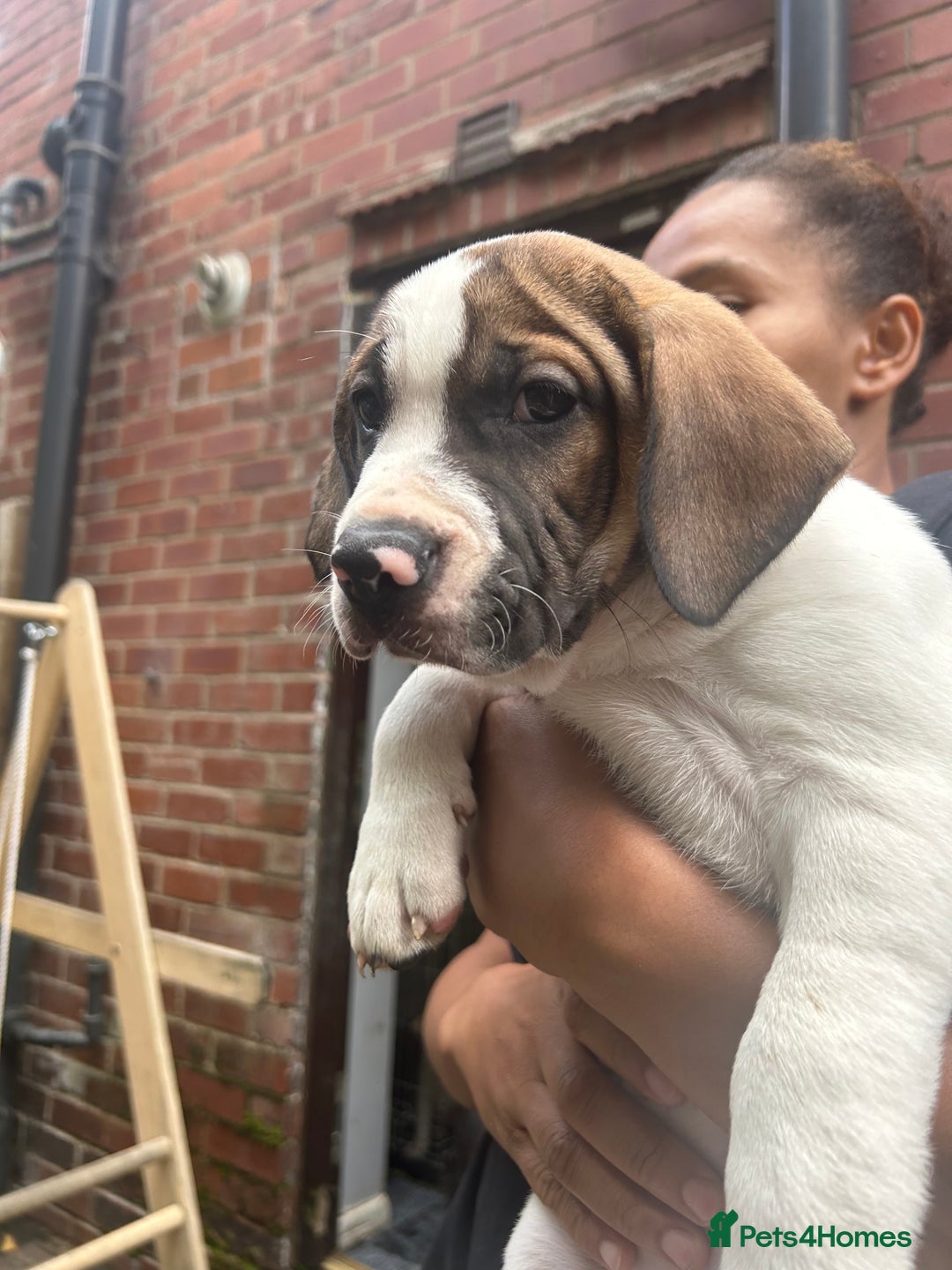 Mixed Breed dogs for sale: 🐾Cocker-Pie (Mini Hippo)s🐾 - Image 28