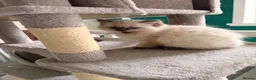 Ragdoll cats for sale: GCCF Ragdoll pedigree kittens blue point  - Advert 26