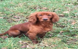 Cocker Spaniel dogs for sale: Working cocker-spaniels - Image 5