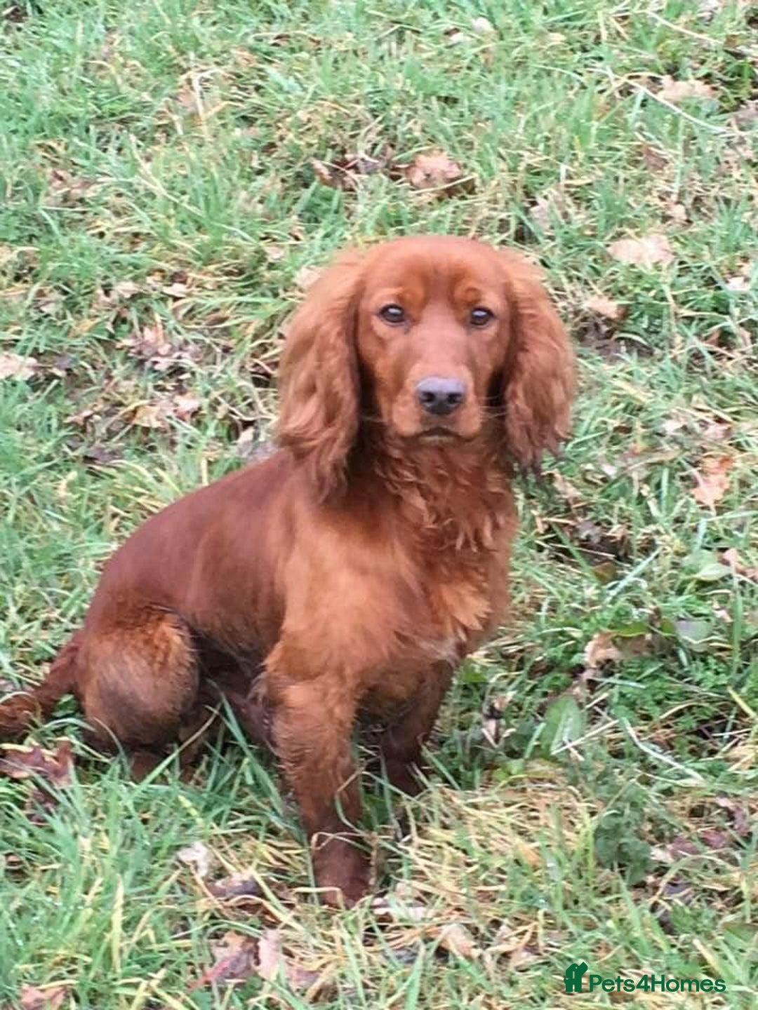 Cocker Spaniel dogs for sale: Working cocker-spaniels - Image 5