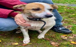 Jack Russell dogs for adoption: Jackie: The Little Dog Left to Freeze - Image 1