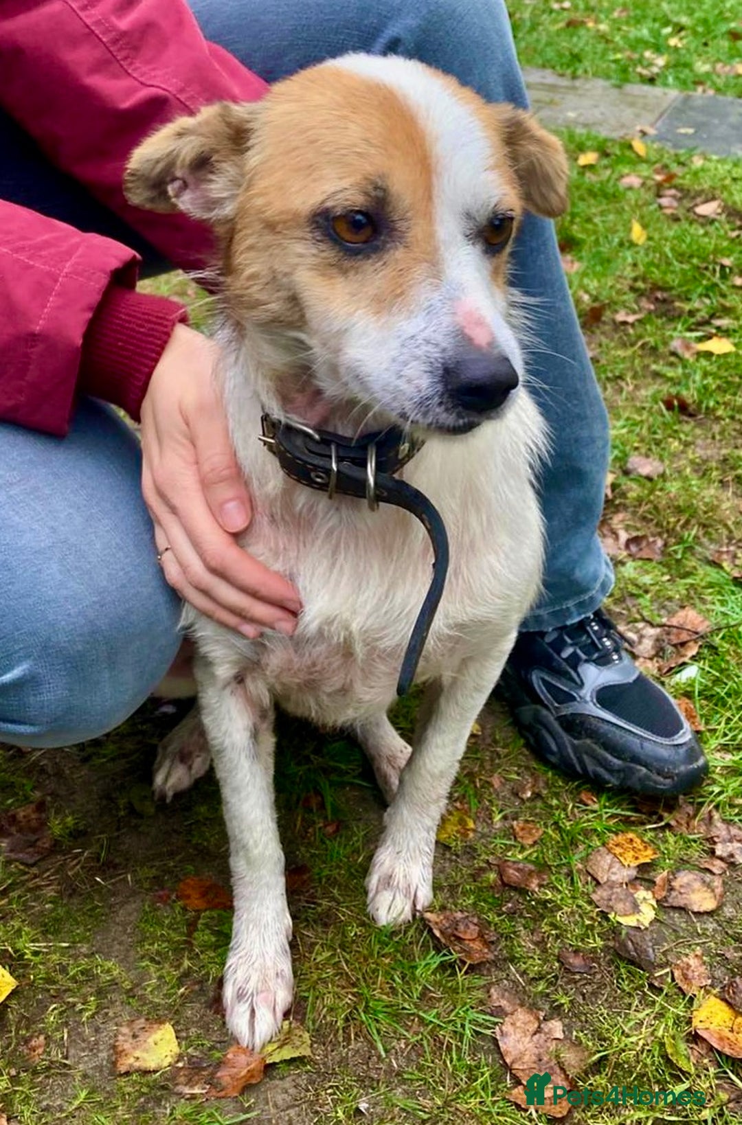 Jack Russell dogs for adoption: Jackie: The Little Dog Left to Freeze - Image 1