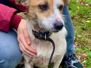 Jack Russell dogs - Advert 15