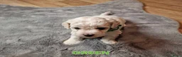 Bichon Frise dogs for sale: Bichon Frise Puppies – Champion Bloodlines  - Advert 5