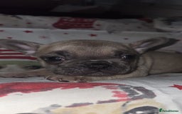 French Bulldog dogs for sale: 5 beautiful full frenchie pups  - Advert 2