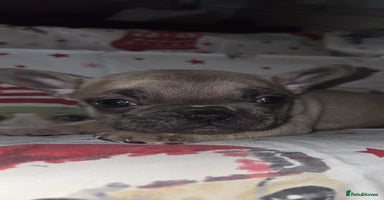 French Bulldog dogs 5 beautiful full frenchie pups  - Advert 1