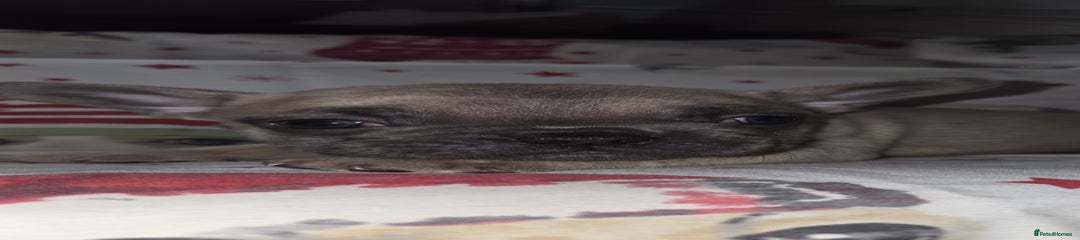 French Bulldog Puppy 1