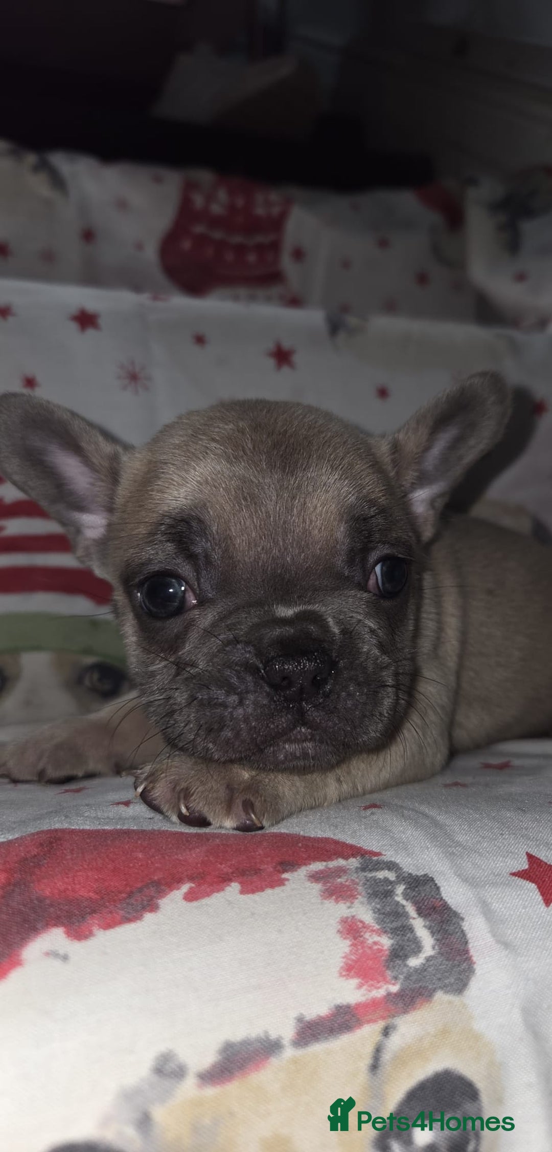 French Bulldog dogs for sale: 5 beautiful full frenchie pups  - Advert 2