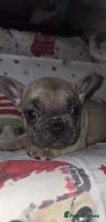 French Bulldog dogs 5 beautiful full frenchie pups - Advert 5