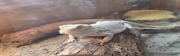Bearded Dragon reptiles for sale: Bearded dragon  in Birmingham - Advert 10