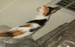 Mixed Breed cats for sale: Kittens  - Image 6