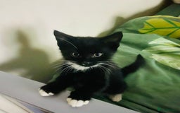 European cats for sale: Male kittens looking for loving Homes - Image 1