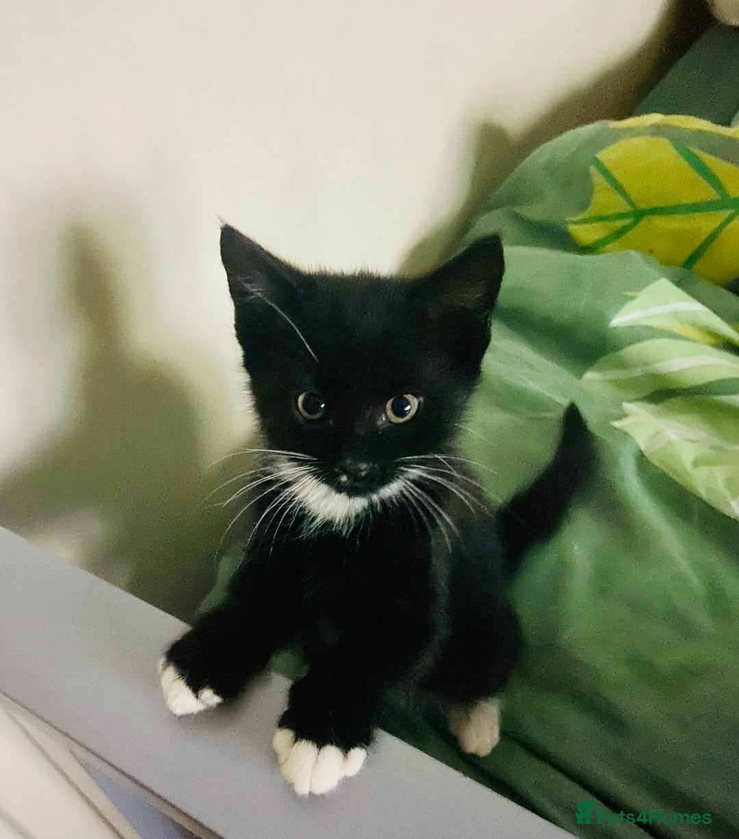European cats for sale: Male kittens looking for loving Homes - Image 1
