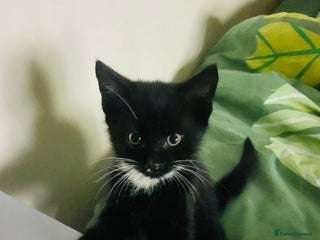 European cats - Advert 26