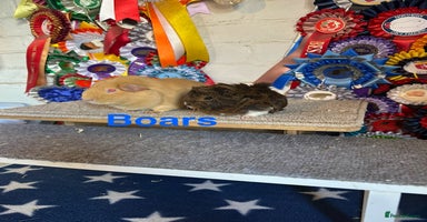 Guinea Pig rodents - Advert 11