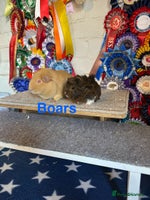 Guinea Pig rodents - Advert 5