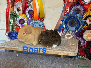 Guinea Pig rodents - Advert 20