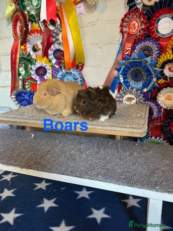 Guinea Pig rodents - Advert 6