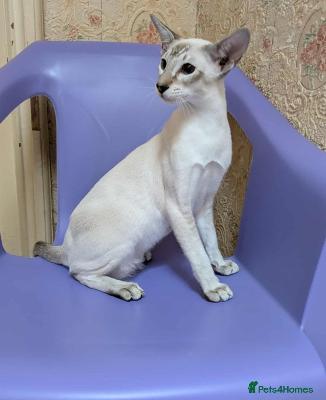 Siamese cats for sale: Siamese Kittens For Sale. - Image 21