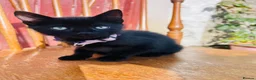 Mixed Breed cats for sale: *READY NOW* 3 Beautiful Black Kittens  - Advert 23