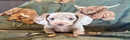 Miniature Dachshund dogs for sale: Beautiful miniature dachshunds  - Advert 11