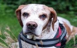 Pointer dogs for adoption: Caqui a wonderful older Pointer - Image 3