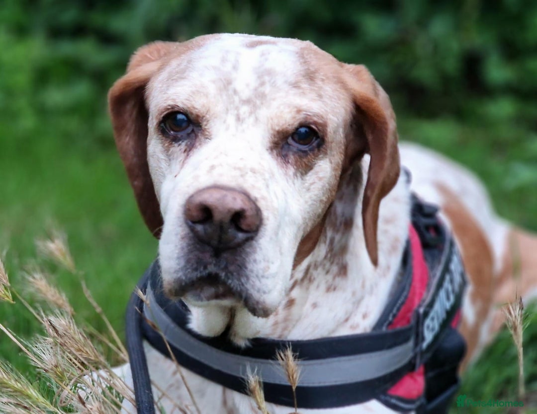 Pointer dogs for adoption: Caqui a wonderful older Pointer - Image 3