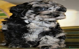 Cockapoo dogs for sale: F1 cockerpoo waiting list  - Image 4