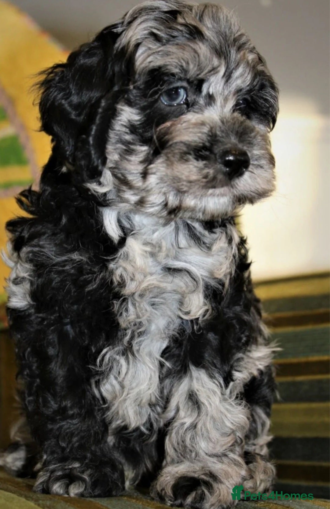 Cockapoo dogs for sale: F1 cockerpoo waiting list  - Image 4