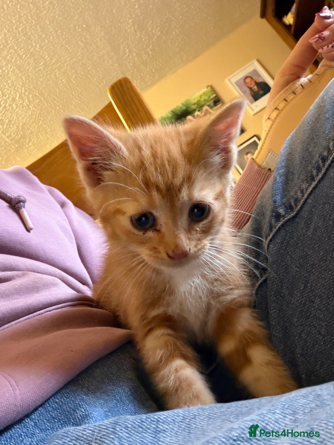 Mixed Breed cats for sale: Playful ginger and white male kitten  - Advert 2