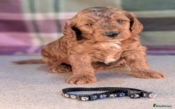 Cockapoo dogs for sale: F1B Cockapoo Puppies Ready for Their Forever Home. - Image 10