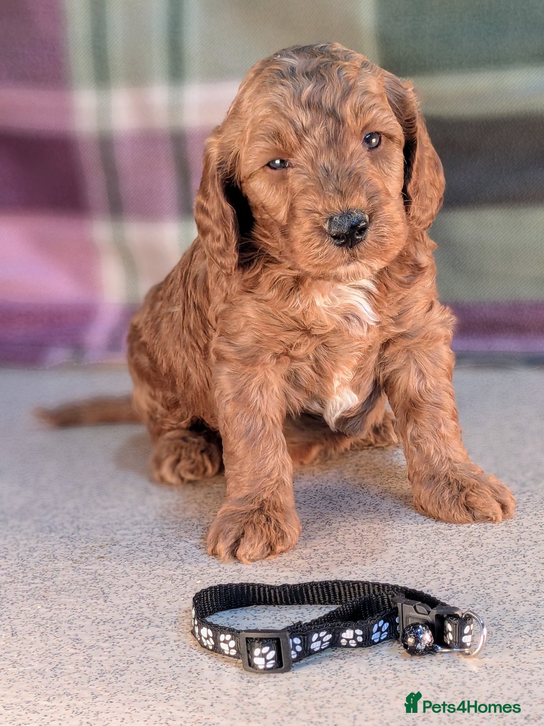 Cockapoo dogs for sale: F1B Cockapoo Puppies Ready for Their Forever Home. - Image 10