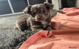 Chihuahua dogs for sale: Full pedigree Chihuahua puppies  - Image 17