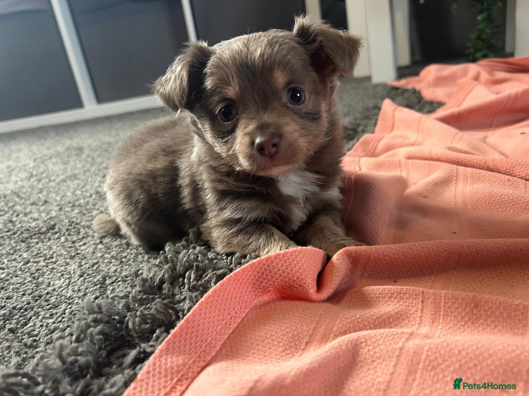 Chihuahua dogs for sale: Full pedigree Chihuahua puppies  - Image 17