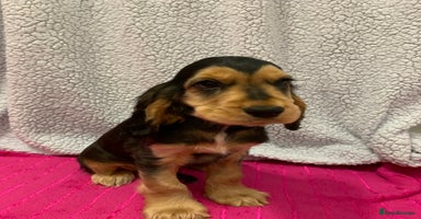 Cocker Spaniel dogs in Abergele - Advert 3