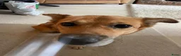 Mixed Breed dogs for adoption: Benji  - Advert 2