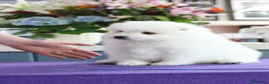 Japanese Spitz Puppy 4