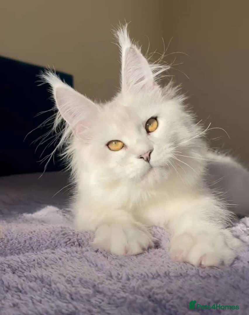 Maine Coon cats LAST PURE WHITE AVAILABLE  - Advert 1