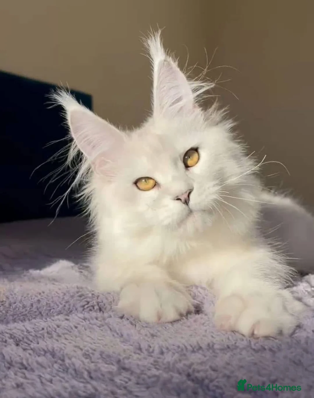 Maine Coon cats for sale: LAST PURE WHITE AVAILABLE  - Advert 1
