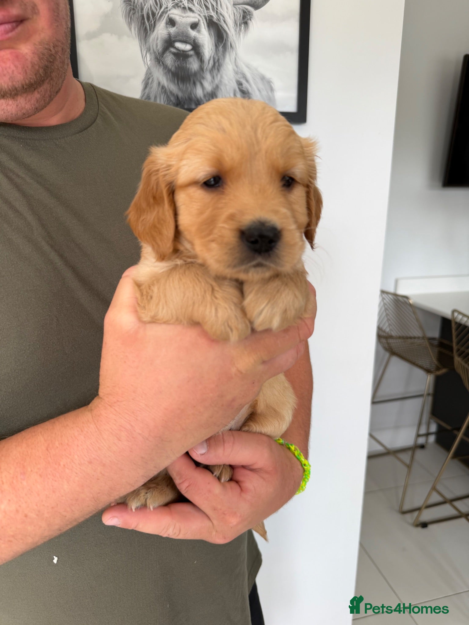 Golden Retriever dogs Golden Retriever puppies.  - Advert 7
