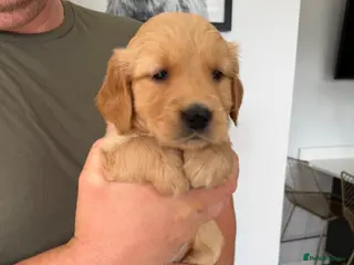 Golden Retriever dogs Golden Retriever puppies. - Advert 7