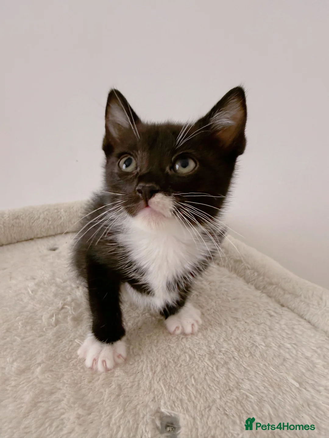 Mixed Breed cats for sale: Figaro, Tuxedo male kitten  - Advert 2