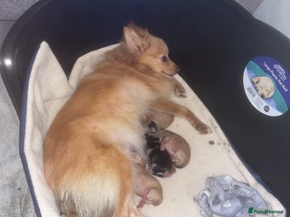 Pomeranian dogs Pomeranian puppies - Advert 1