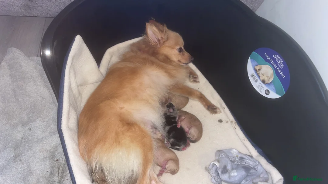 Pomeranian dogs for sale: Pomeranian puppies   - Advert 1