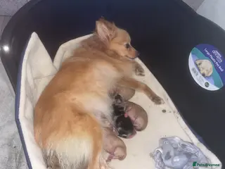 Pomeranian dogs Pomeranian puppies - Advert 15