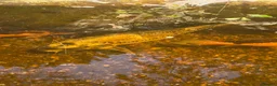 Koi Carp fish for sale: Adult koi carpe for sale sevenoaks in Sevenoaks - Advert 4