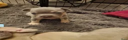 French Bulldog dogs for sale: French bulldog puppies  - Advert 8