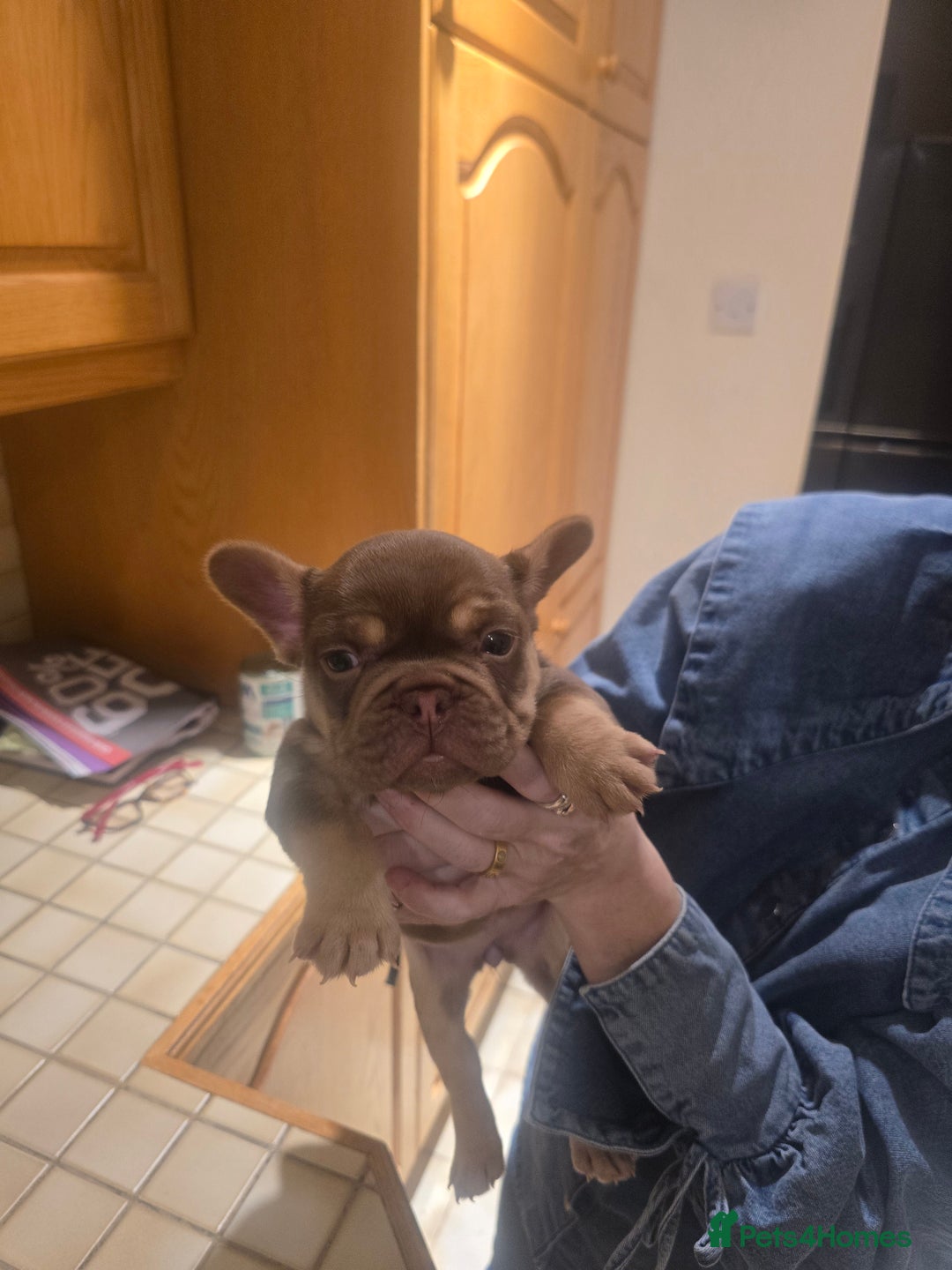 French Bulldog dogs for sale: 2 beautiful French bulldogs for sale - Advert 18