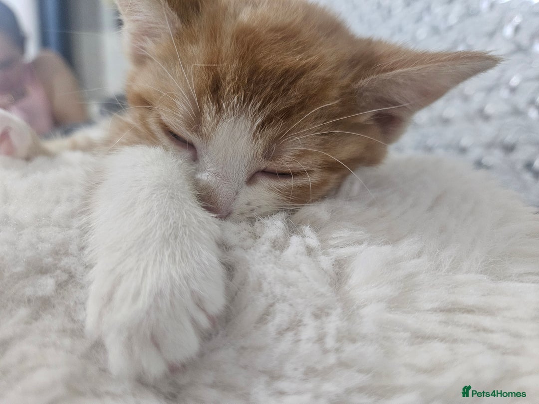 British Shorthair cats for sale: Ginger tabby cat - Image 3